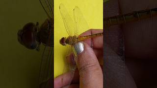 Catching Dragonfly #animals #nature #shorts