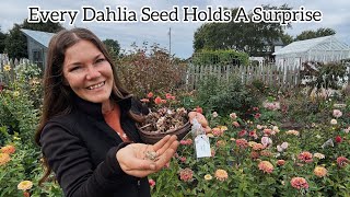 How to Save Dahlia Seeds, Zinnias & Sweet Pea Seeds + Planting Snapdragons For Next Spring