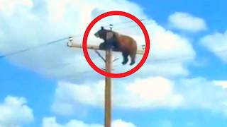 The Truth About Light Pole Bear's Death