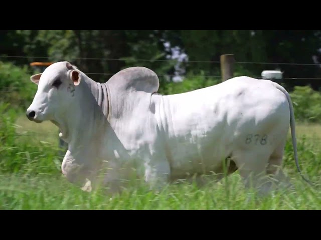 Lote 4   Leilão Virtual Super Nelore 8 Edicao