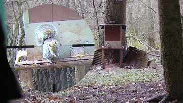 Pest Control with Air Rifles - Snipercam Video Part 2