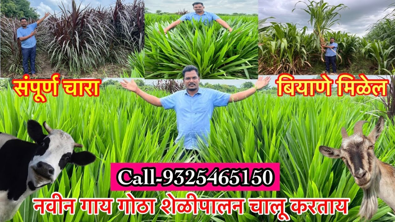 नवीन पशुपालन व शेळीपालन करताय चाऱ्याची समस्या आहे,आम्ही घेऊन आलोत विदेशातील नवनवीन चारा बियाणे#Seeds