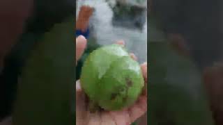 Jambet Jambu Biji denger Sholawat Merdu Muantap Poll