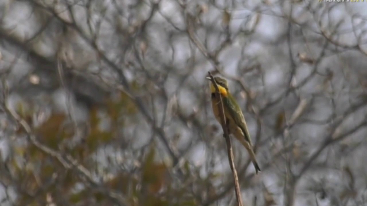 sindile faku July 28, 2017- Sunset - Little Bee Eater