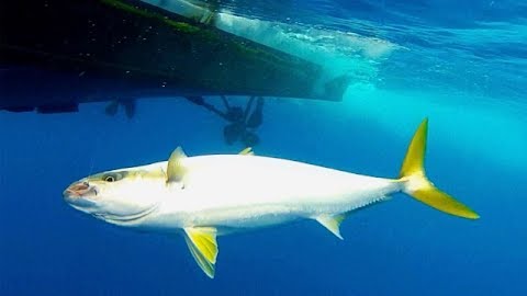 Red-hot Yellowtail and Dorado Action: San Martin Island
