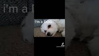 maltese must go to work