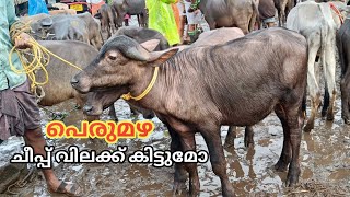 പെരുമഴ  ചീപ്പ് വിലക്ക് കിട്ടുമോ | 6/6/26 | Kuzhalmannam | Buffalo | TECH AND VLOGS
