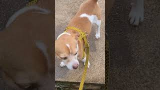 teo vira-lata #modapet #adote #puppy #music #cute #tevo #curtindoapraia #travel