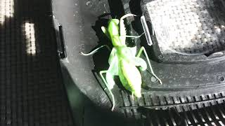 Female giant rainforest mantis female gets wings