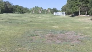 Grand Jury Investigation Finds Davis Parks Overrun By Invasive Weeds Clovers