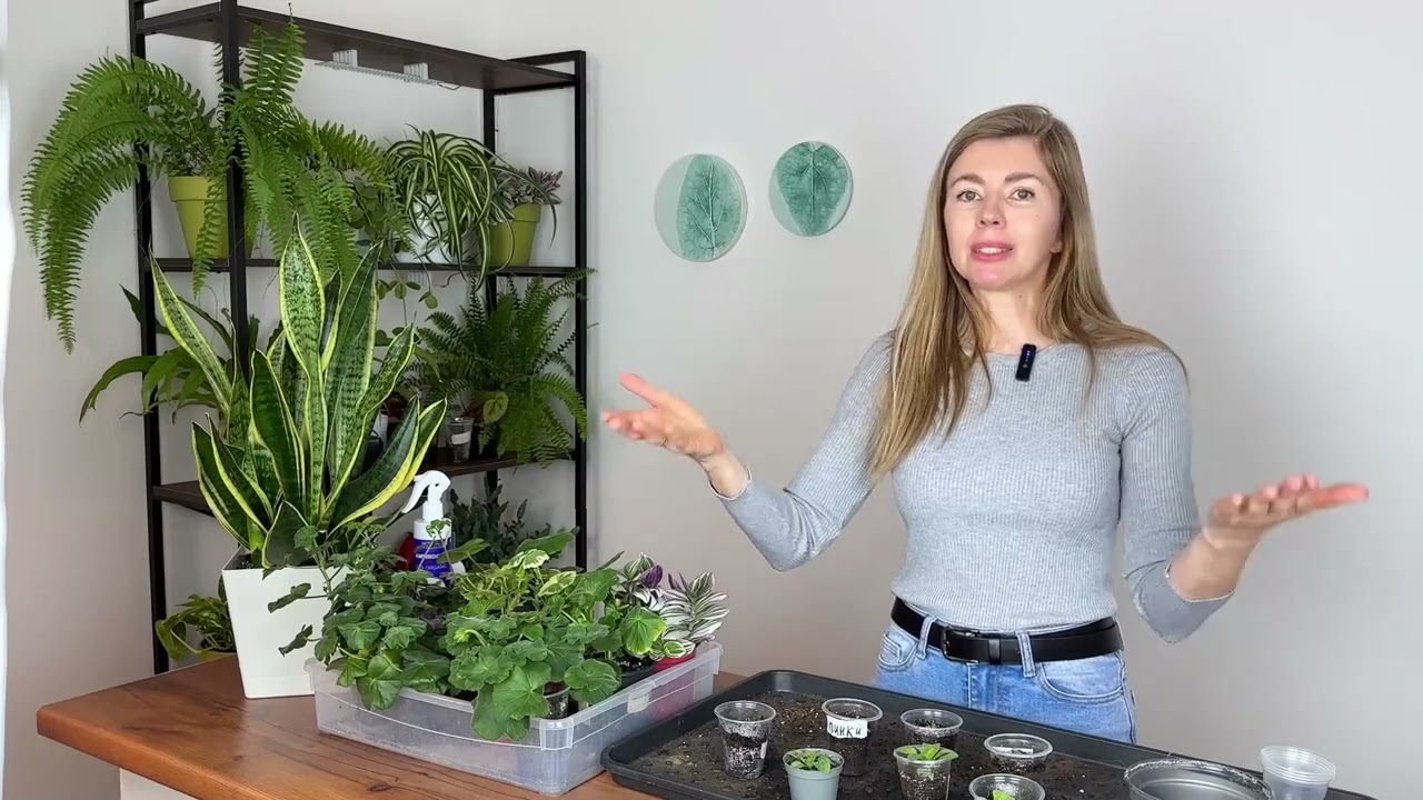 Эти правила помогут вырастить крепкую рассаду петунии