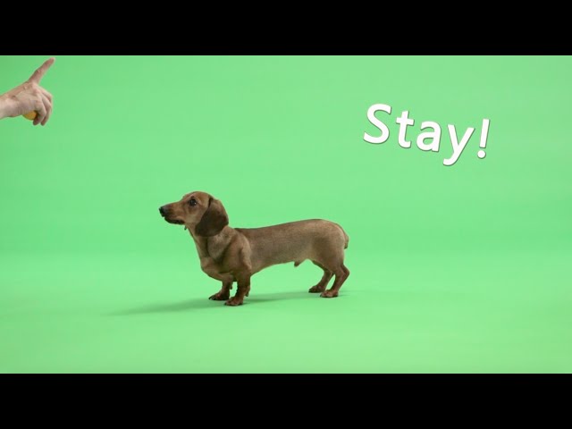 TIEKS - Sunshine feat. Dan Harkna (Sausage Dog Outtakes)
