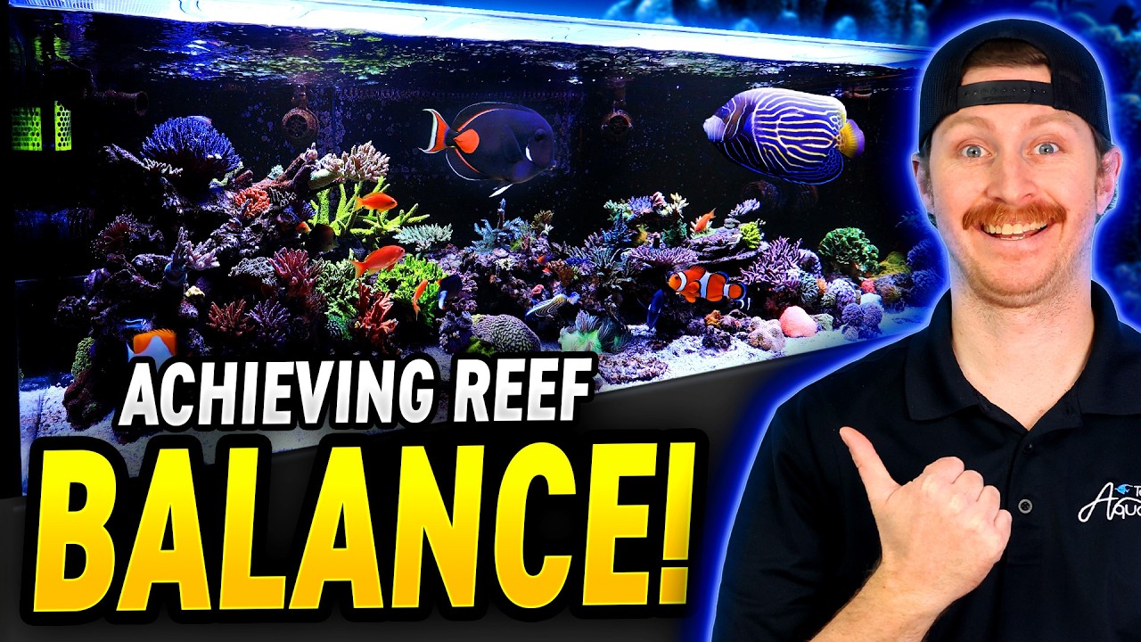 This Tank has Angelfish and SPS! 225 SPS Dominated Reef Tank!