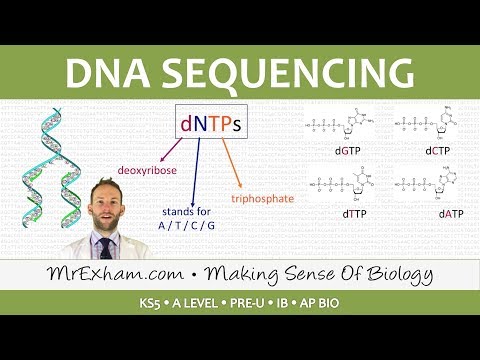 Video: Je, kazi ya DdNTP katika mpangilio wa DNA ni nini?