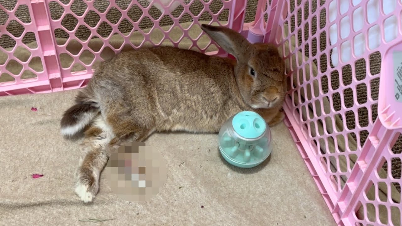 Our Rabbit Pulled Out a Shocking Amount of Fur — The Cast Was the Problem 😳🐰