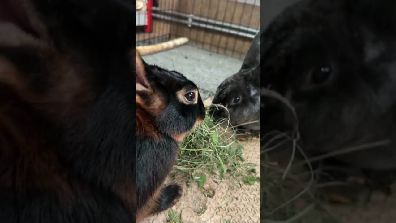 Cutest Bunny Lunch Ever Caught on Camera