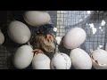 Izlijeganje pilića u inkubatoru-Hatching Australorp