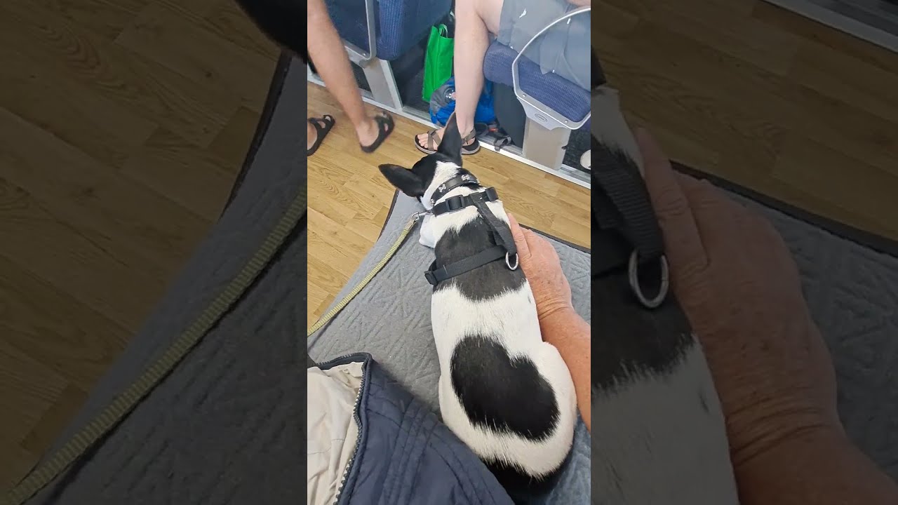 2885. Loose lead drop stay mat on crate distractions people kids ocean big sea cat 25 Sept 2023 AK