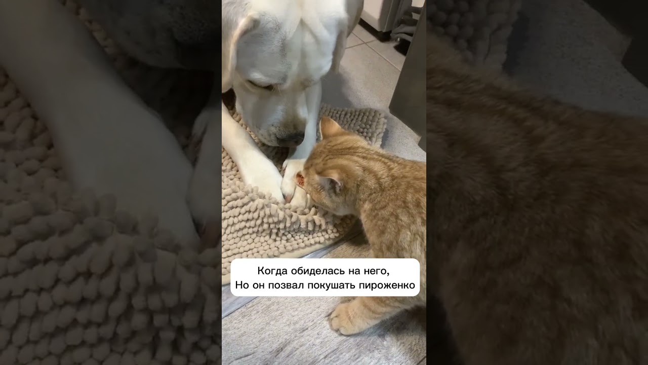 Когда ты обиделась, но пироженко любишь /мем/прикол 