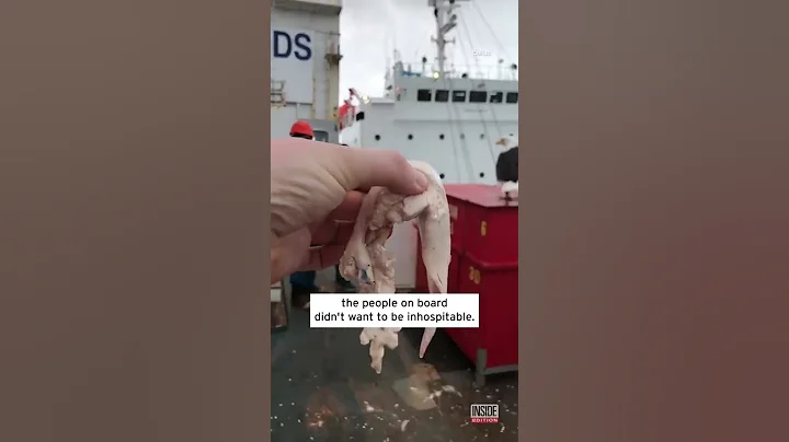 Sailor Feeds Raw Meat to Bald Eagle #Shorts