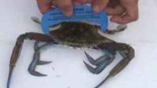 How to properly measure a fish