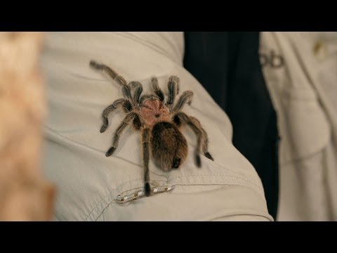 How to Identify, Treat & Prevent Illness | Pet Tarantulas