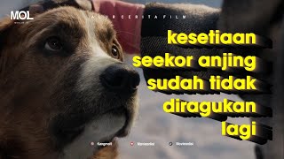 3 x kehilangan tuan, anjing ini tetap setia