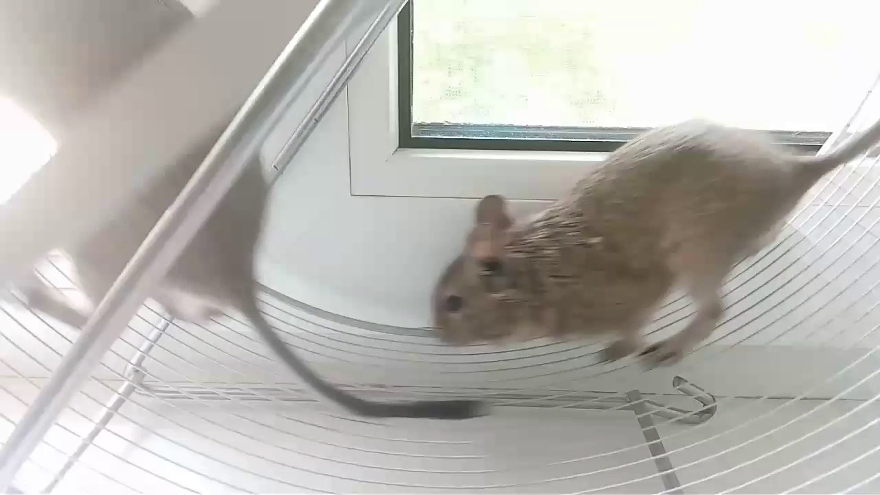 Включи видео с мышками