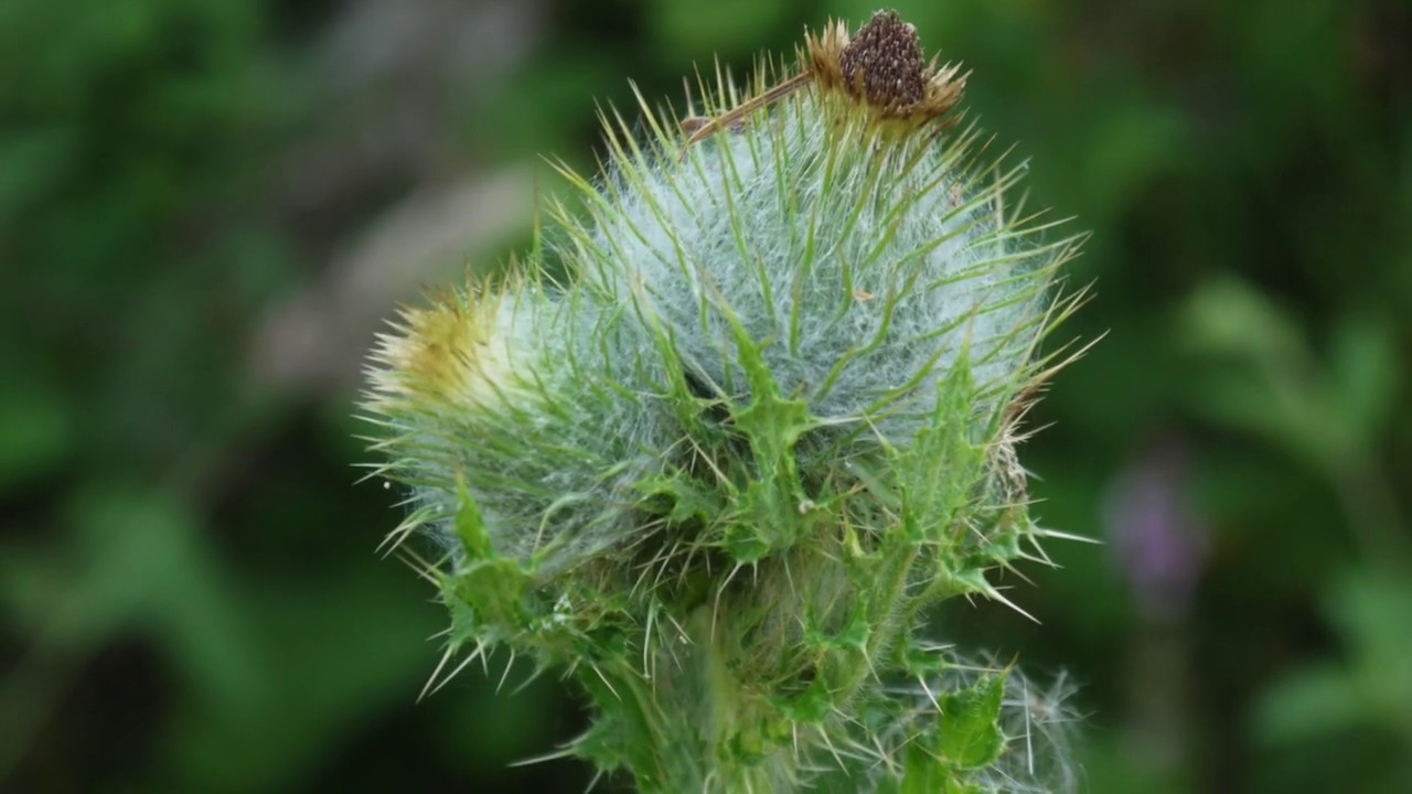 Hike in the Purisima Creek North Ridge Trail