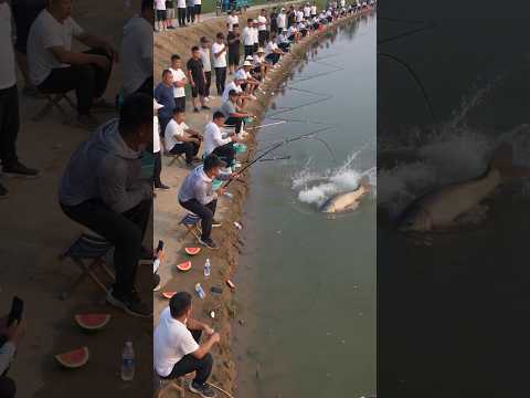 #fishing #大魚 #carpfishing #bassfishing #户外钓鱼 #钓鱼 thumbnail