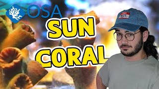 What Is Sun Coral? What Is A Coral With Eli