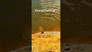 pirarara está faminta #pescaria #natureza #fishing #fish #rapala