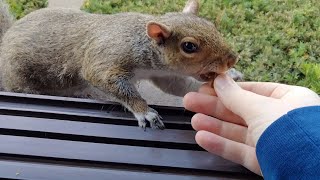How to safely feed wild squirrels from your hand