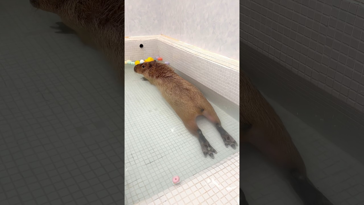 とんちゃんストレッチ🧘 #shorts #animals #tokyo #capybara #カピバラ
