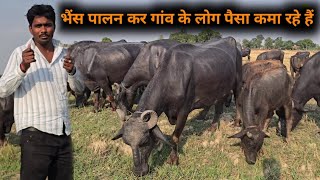 हमारे गांव के लोग कई पीढी से भैंस पालन से अच्छा लाभ कमा रहे हैं  | Bipin Singh Dildarnagar | Bhains