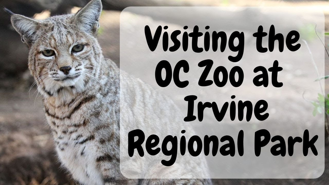 TOURIST SIGHTS Visiting the OC Zoo in the Irvine Regional Park in