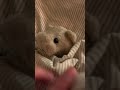 低気圧で動けんぶたたん