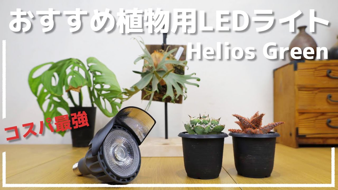 Pachypodium, Agave, Succulents] Recommended plant grow lights are