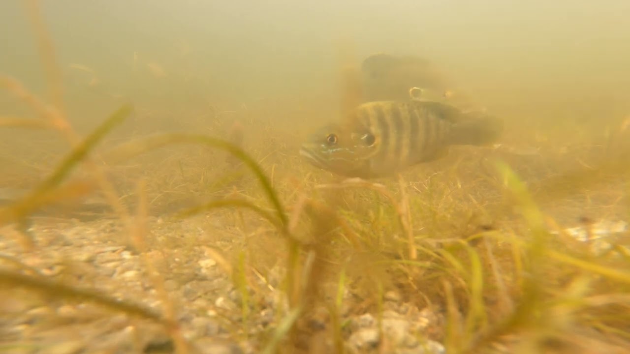 Underwater Gopro Footage of MASSIVE GREEN SUNFISH on spawning beds!
