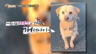 [선공개] 세상에 나쁜 개는 없다 - 떠돌이견 더블알의 개터사이클 by EBS 세나개 x 고부해 - 왜그러냥? 귀엽개! 6,967 views 2 weeks ago 1 minute, 1 second