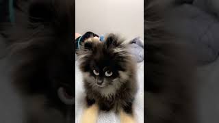 Funny pomeranian face #pomtoy