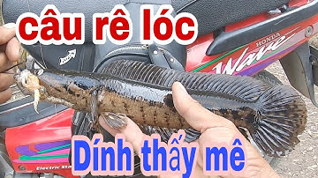 Điểm Câu rê Tuyệt Vời Dành Cho Các Cần Thủ Câu Cá Lóc-Tân Phước Tiền Giang .. fishing