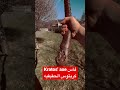 Kratos Axe فأس كريتوس الحقيقيه