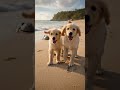 When dogs and tiny sea turtles become unlikely friends, it's a reminder that kindness comes in all S