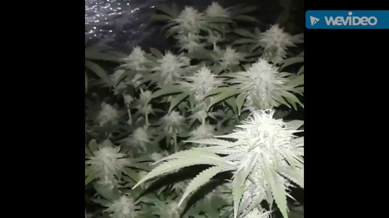 Generation Sour...NoTillGrowlabs update 35 Days in🌱