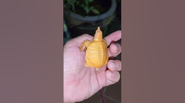 Baba Abino và rùa tai đỏ chết tại Ú Ù P.S CPC