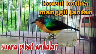 suara pikat kowul. kolibri wulung betina manggil jantan