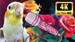 4K ultra HD Cockatiel singing Relaxing video For Cockatiel and Pets  #cockatiel #calopsita by MATI BIRD 1,389 views 1 month ago 2 hours, 2 minutes