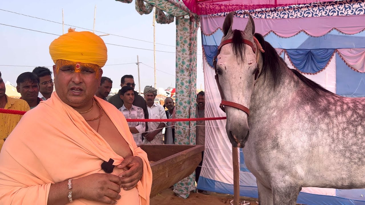 पुष्कर मेले में आया बाबा बालकनाथ जी का सबसे ऊँचा घोड़ा पर्वत