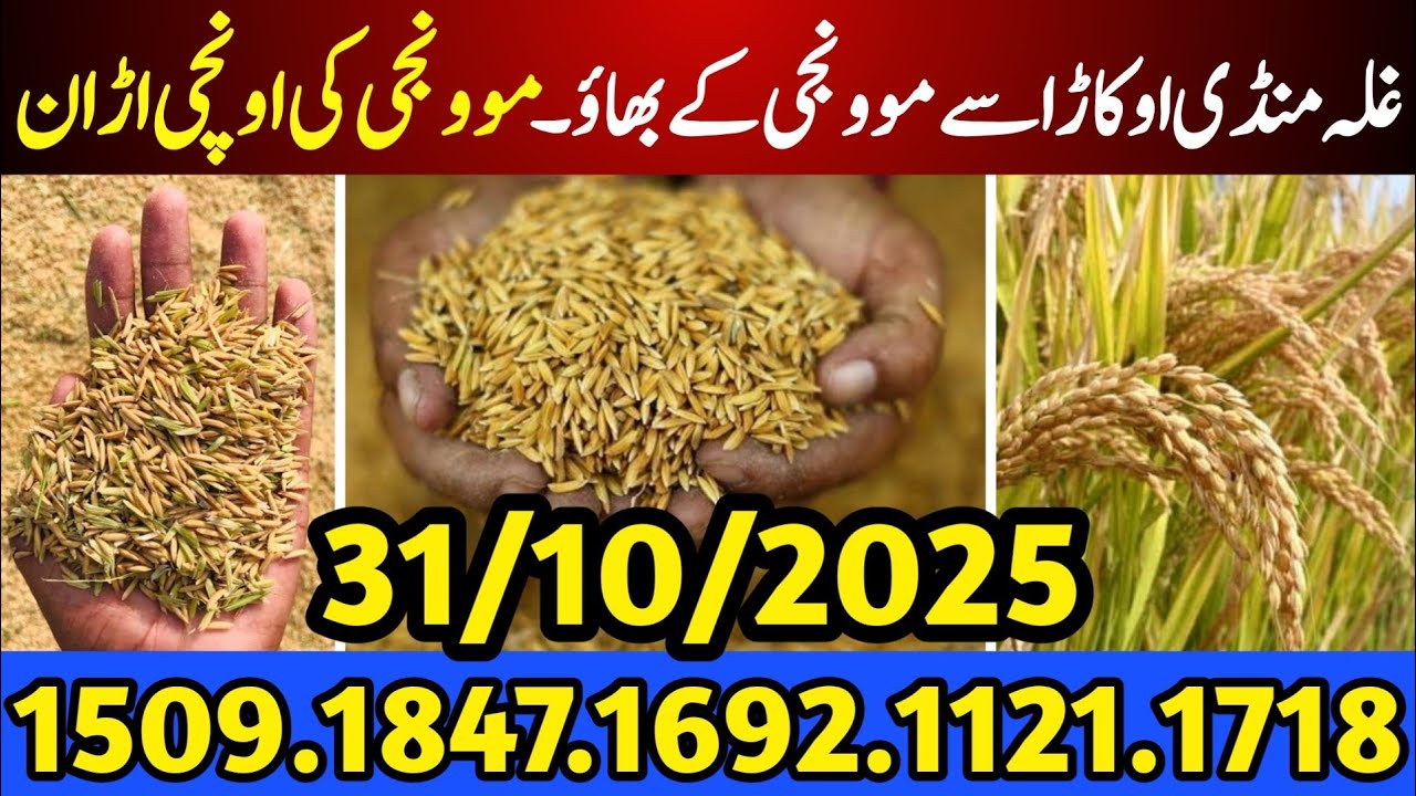 Monji Prices in Pakistan Today | Okara Grain Market Rates | Wheat Price in Pakistan Today
